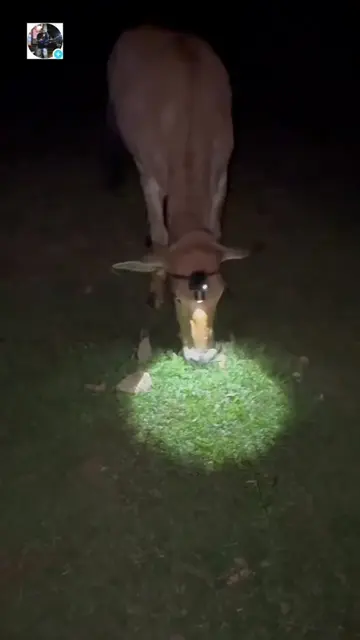 Bro went straight to the source. 💀🐄  #FYP #Funny #FunnyVideos #Viral #POV 