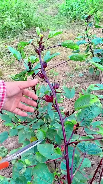 How Farmers Harvest Pure Roselle Hibiscus Pods