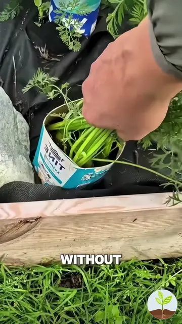 How to Grow Carrots using a milk carton #carrots #gardeninghacks #gardeningtips 