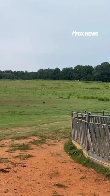 WATCH: Newly released footage of HeeHaw, the beloved family donkey, shows him ex
