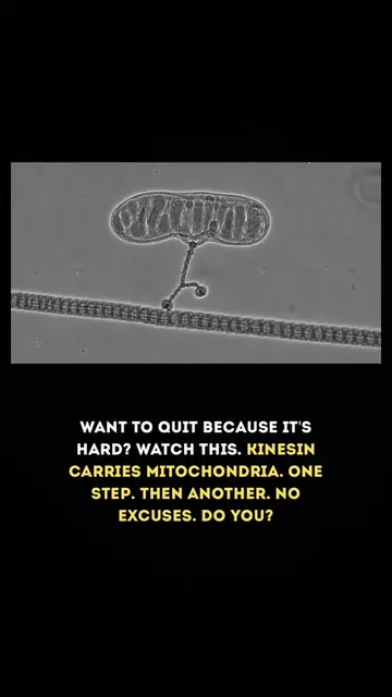Inside your body right now, a protein is walking. No motivation. No waiting. No 
