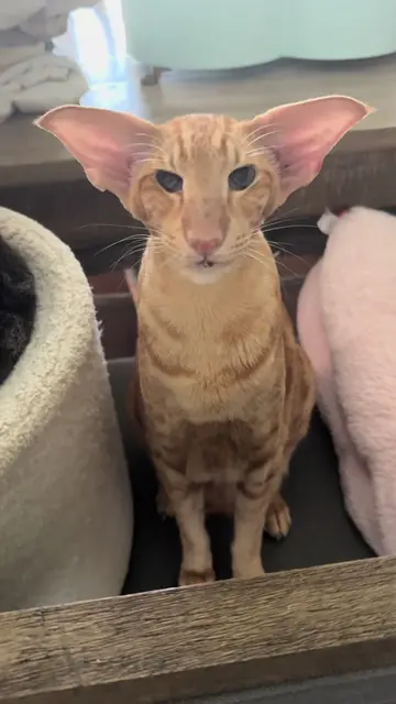 A groggy Keebler waking up from a cat nap includes - raspy meows, a big yawn and