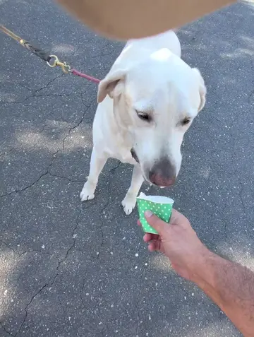 Blessing dogs with free pup cups and treats 💖 #pawsitivity #kindness #NorthCaro