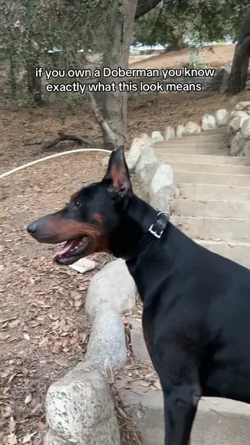 the immediate lock in #dobermanpinscher #doberman #guarddog #dobie #dogsoftiktok
