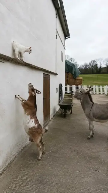 When the kid gets stuck on the ledge, mum can't reach, and the donkey becomes th