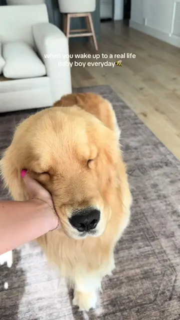 the babiest boy🐝 #reefthegolden #goldenretriever 