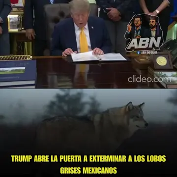 🐺 Rescatados de la extinción con solo 7 ejemplares, ahora Trump quiere terminar