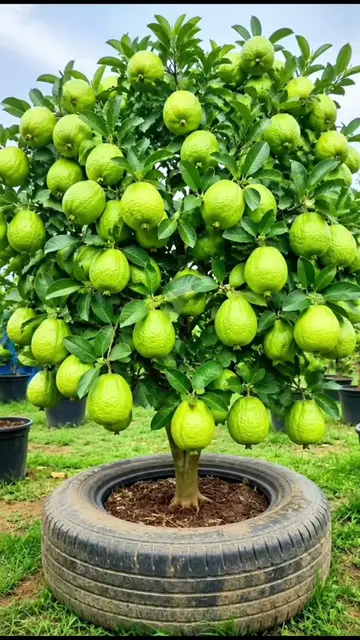 How to Grow a Guava Tree at Home Easy Guava Plant Growing Method