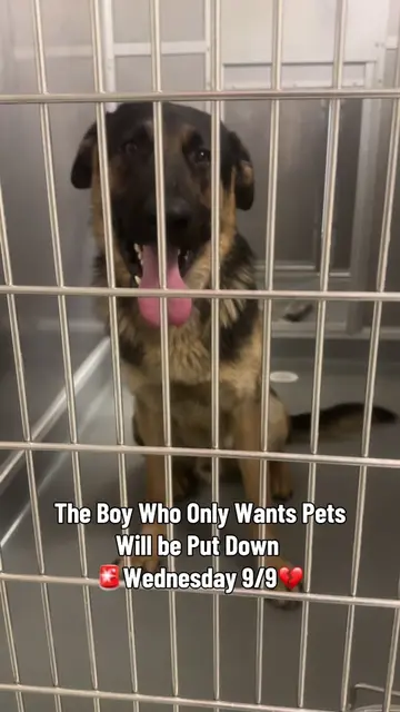 🚨DEADLINED💔 9/9 GOOFY ( A012016 ) 🤎 nooo Goofy! You just got here! i haven’t 