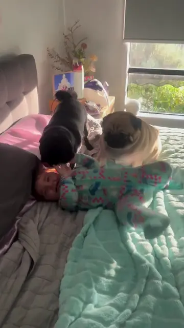 Are the giggles for me #babygiggles #pugs 