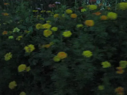 You are more beautiful than any flowers #digitalcamera 