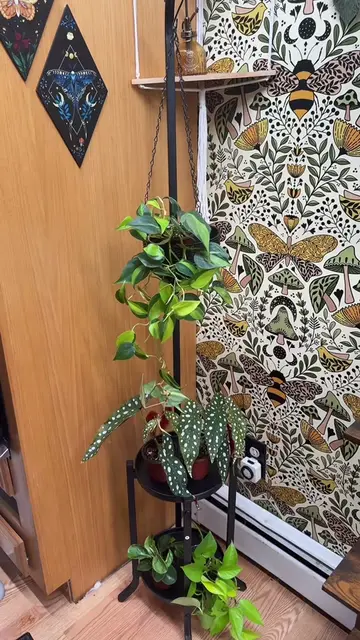 A nice little space saving plant stand #plants #PlantTok #houseplants #plantcare