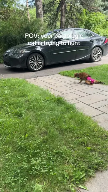 Just tryna give her the most authentic outdoor cat experience 😂😂😂😂  * * * * 