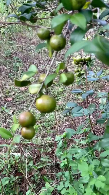 Cutting open wild oil tea fruit