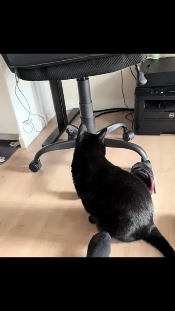 #catsoftiktok #cats #catlover #funnycat 