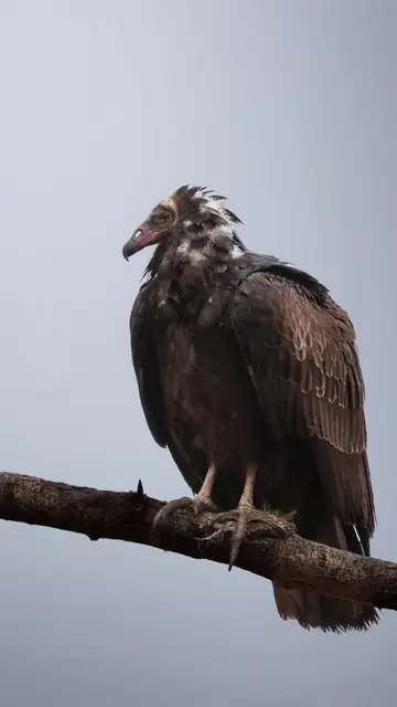 Amazing photo of Turkey vultures  || #wildlife #photography #canonr7 #nature #wi