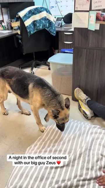 I wanted to introduce you to our big pal Zeus. We posted another Zeus tonight so