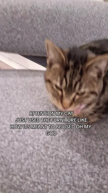 IM CRYING I LOVE HER #silly #cat #catbehavior #fypシ #ilovemycat 