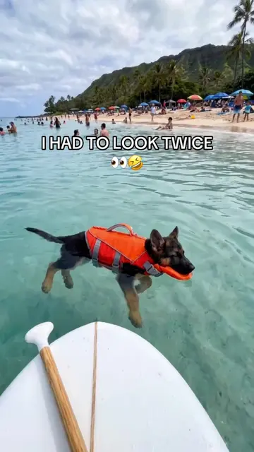 This CHANGED Batman’s life 🐶🥰👀 #germanshepherd #germanshepherdpuppy #dog #pet