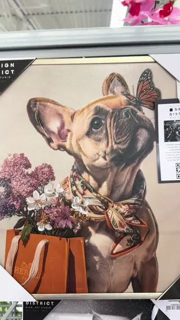 So lucky to have found this gorgeous picture @Burlington #frenchbulldog #frenchi