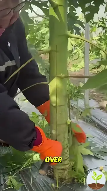 Why split a papaya tree? #papaya #OrganicGardening #GardeningTips #gardeninghack