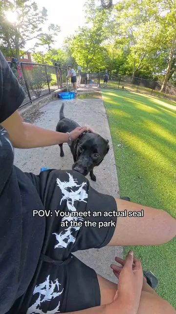 First time meeting a seal ! #dog #dogs #dogvideo #dogvideos #DogTraining 