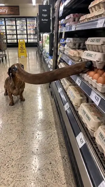 Bad Dennis! #ImpossibleAnimals #DennisTheDog #FunnyDogs