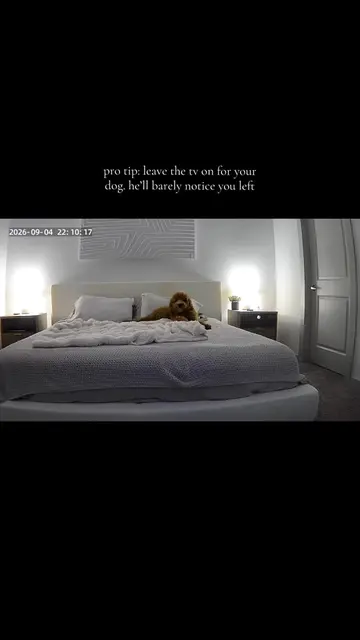 dog videos on youtube. lifesaver #minigoldendoodle #dogsoftiktok #puppy #dogmom 