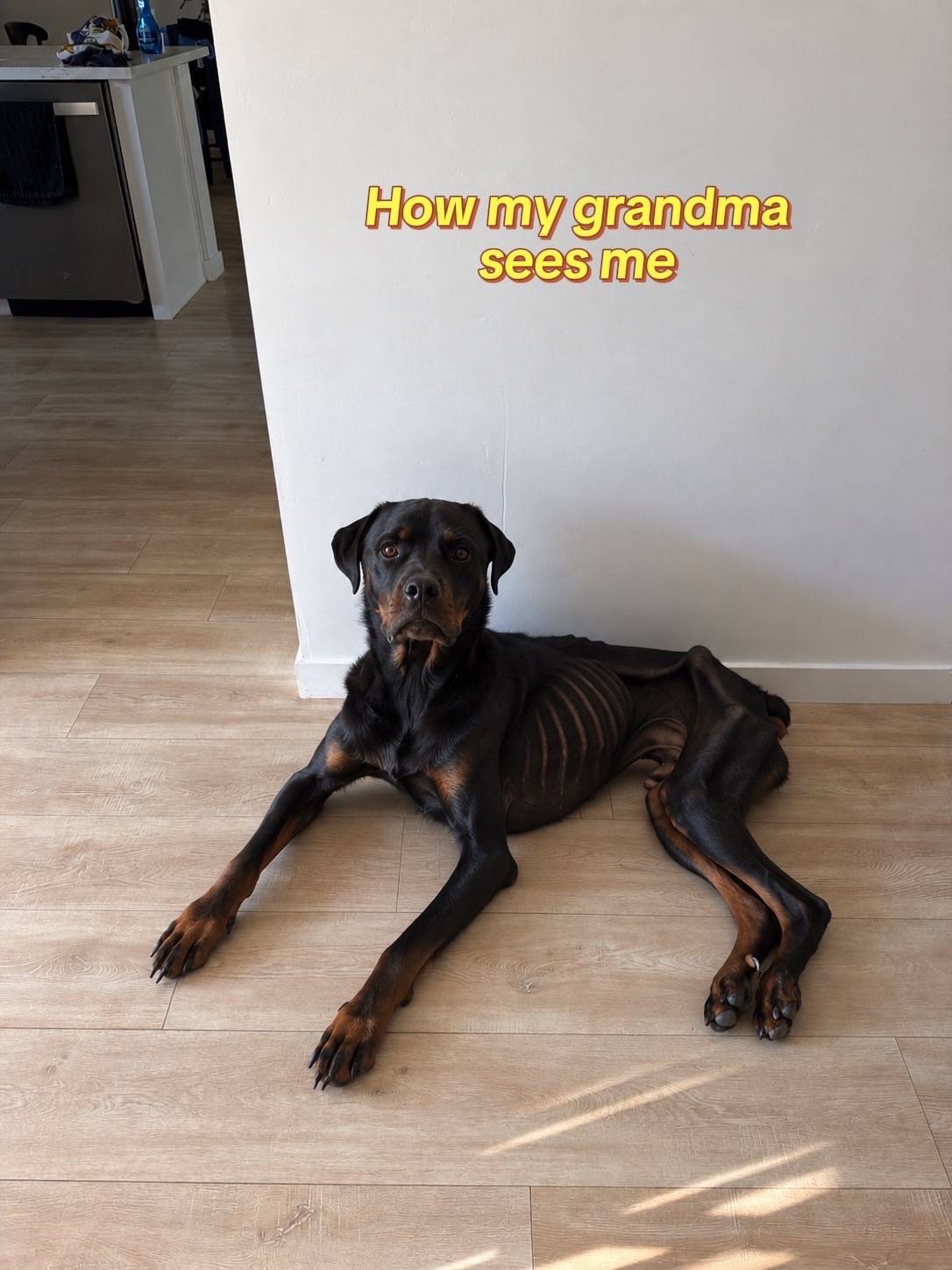I think 5 is pretty accurate tbh #rottweilersoftiktok #dogslife #mybabyboy #rott