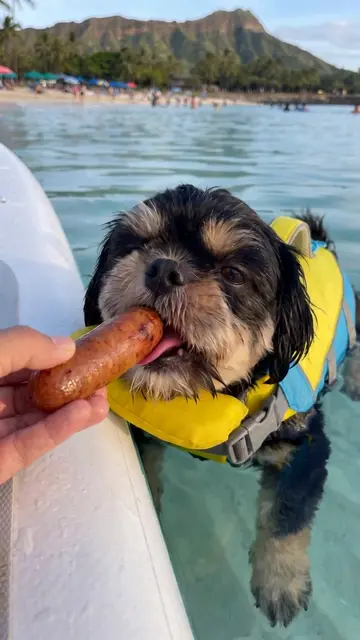 THIS life jacket made it possible to have the MOST peaceful BBQ 🍖🐶🛟🐶 #shihtz