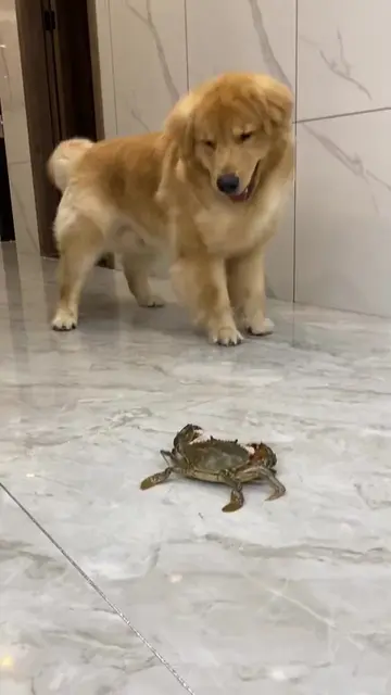 hahaha😂😂😂#goldenretriever  #dogsoftiktok  #Pet toys #ukdogs  #PetsOfTikTok 