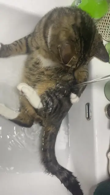 Bath～ #creatorsearchinsights #catpunchmeme  #cat #pet 