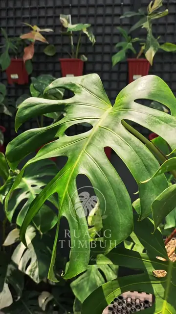 Tanpa variegasi pun, bentuk daun yang besar, rimbun, dan warna hijaunya yang pek