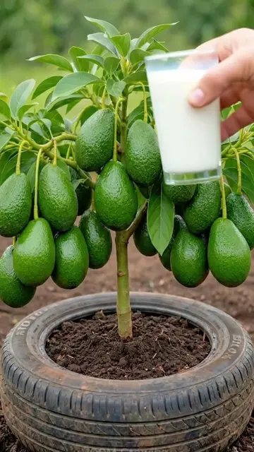How to Grow an Avocado Plant at Home