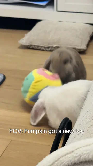 Poor Pippa doesn’t get a look in 😅🐰 #bunny #petlover #rabbitsoftiktok #PetsOfT