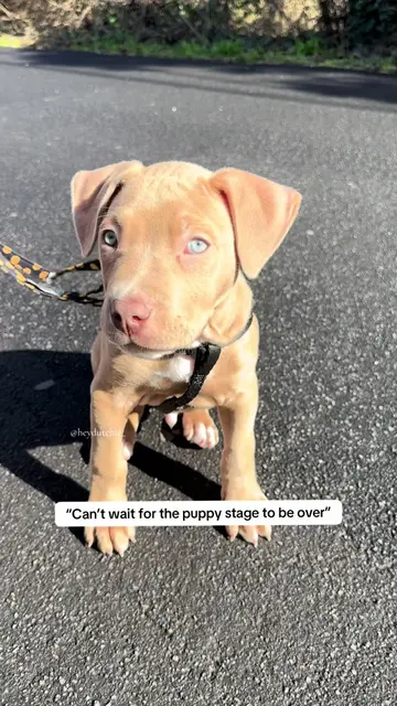 For entertainment purposes only!!! I personally LOVEDDDD the puppy stage!! Anyon