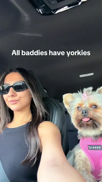 All baddies have yorkies duh… 😎🤏🏼🐾💞 follow @lilyorkiezara for more Yorkie c