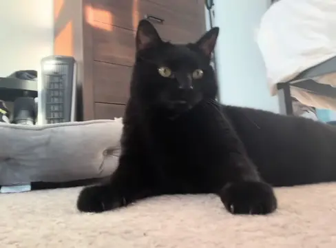 #funnycat #catvideo #cats #cattok #catsoftiktok 