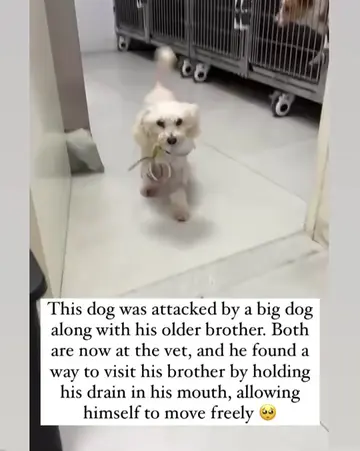 There are some stories that remind us why we don’t deserve dogs, and this is one