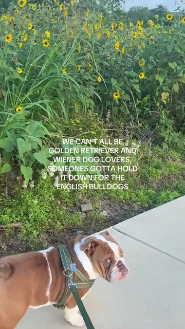My first TikTok, hello bulldog community!! 🐶 #englishbulldog #bulldog #bulldogs