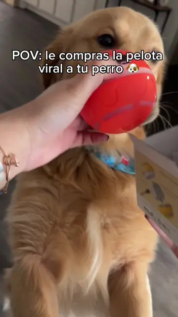 Creo que si le gustó 🤣🐶 #pelota #perro #viral #mascotas  Pelota interactiva pa