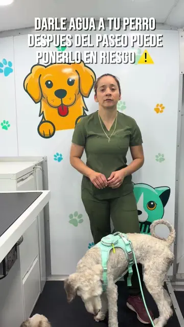 ⚠️ ¿Tu perro termina de correr y va directo a tomar muchísima agua o a comer? De