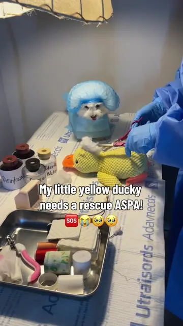 My little yellow ducky needs a rescue ASAP.🥹🥹😭😭🆘#dogsoftiktok #puppy #fyp #