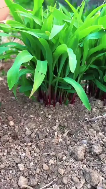 🌱 Fresh Green Harvest from the Soil | Nature’s Healthy Bounty