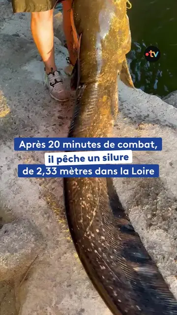 Il est visiblement possible d'aller à la pêche aux gros dans la Loire, à Tours. 