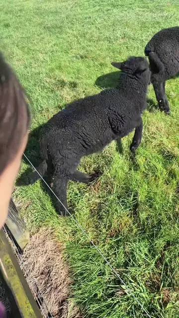 saw some animals on our walk and one of their tails fell off oh na on camera too