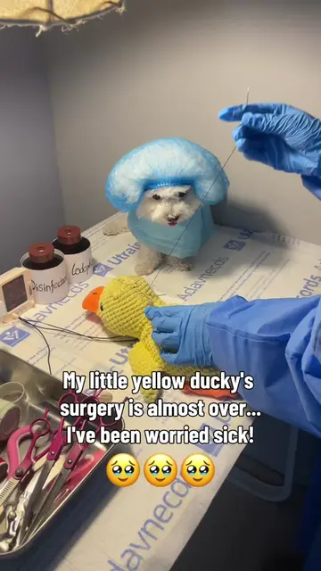 Surgery is a success!Get well soon,my little ducky!🥹🦆🦆#fyp #viral #bichon #pu