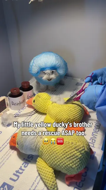 My little yellow ducky's brother needs a rescue ASAP too.🥹🆘😭🐾#fyp #dogsoftik