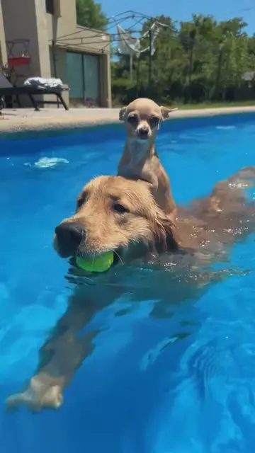 Does your dog enjoy playing in water?🤣🐶#dog#funnydogs#funnyvideos#foryou#dogso