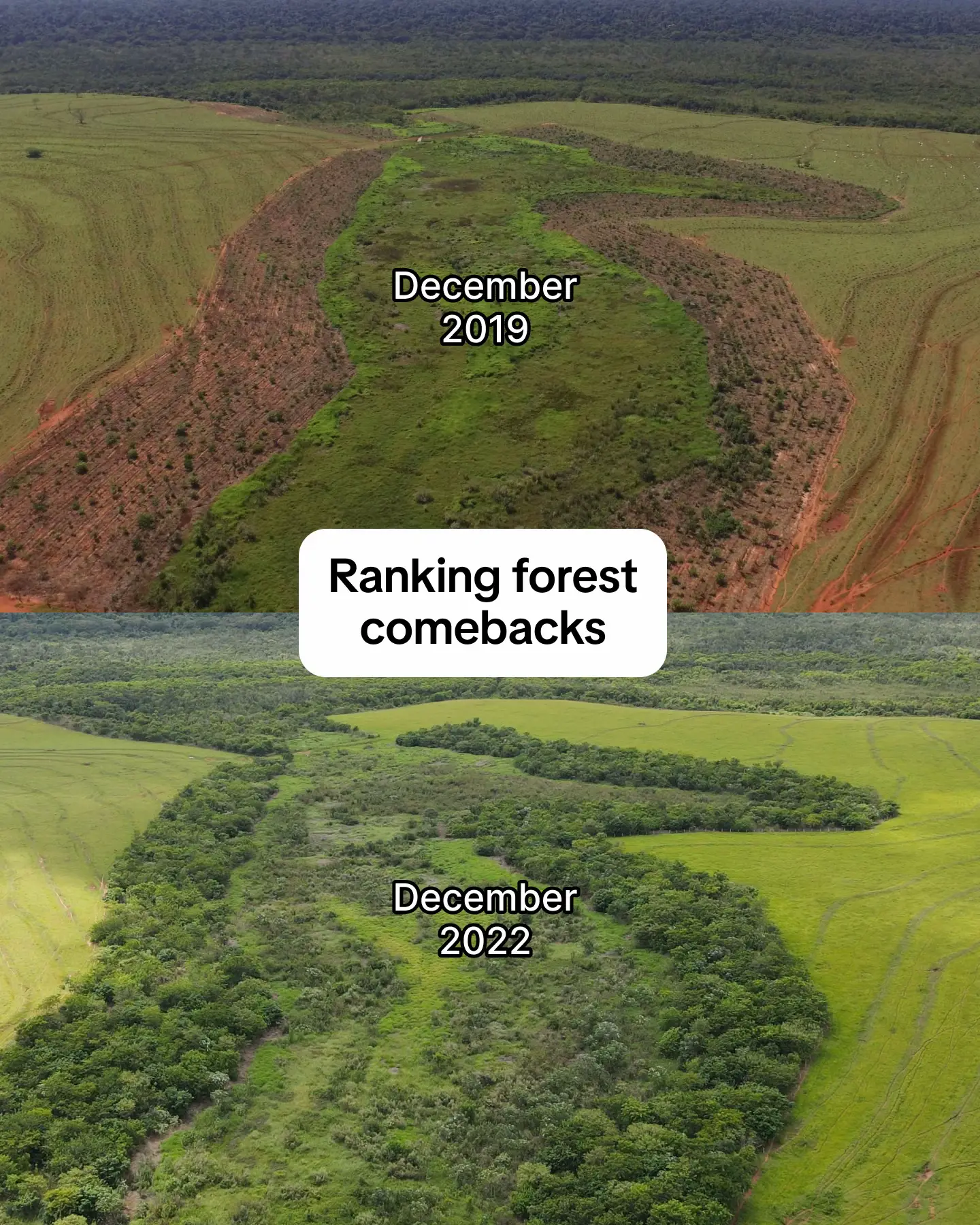 somewhere, a forest is growing back because of you 💚 these are just a few of th
